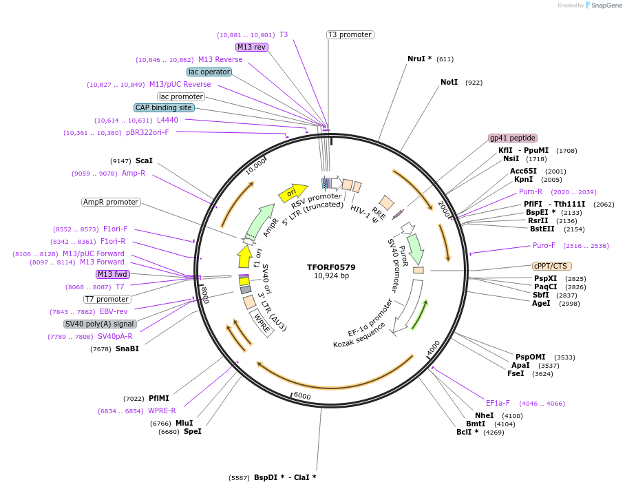 143887-plasmid-map-sequence-id-404559