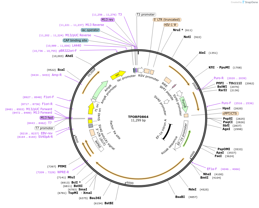 143891-plasmid-map-sequence-id-404561