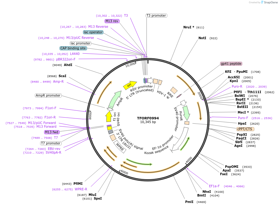 143896-plasmid-map-sequence-id-404563