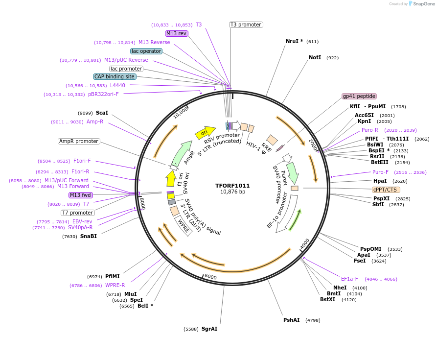 143899-plasmid-map-sequence-id-404565