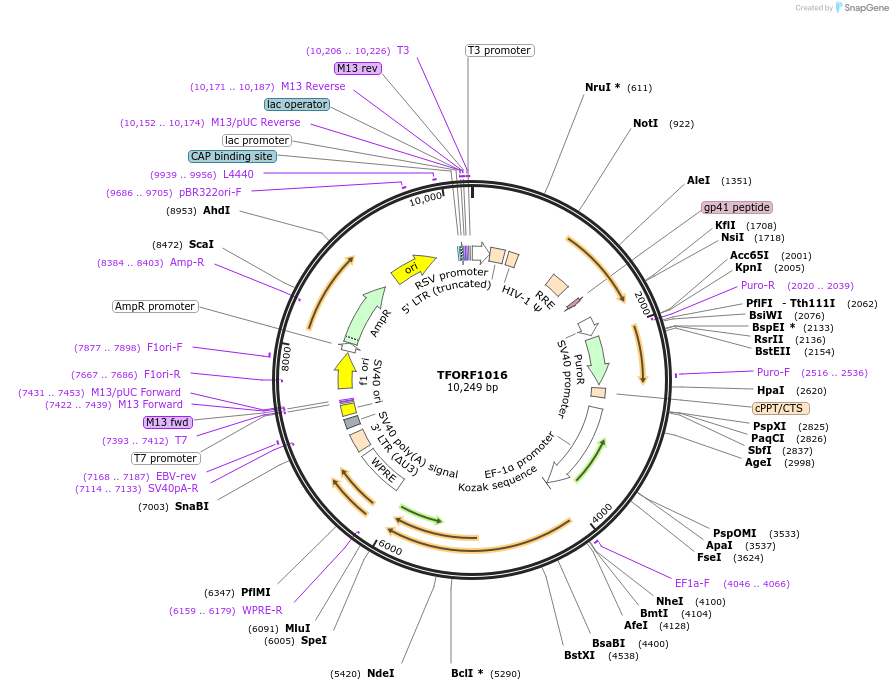 143902-plasmid-map-sequence-id-404568
