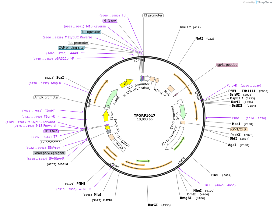 143903-plasmid-map-sequence-id-404569