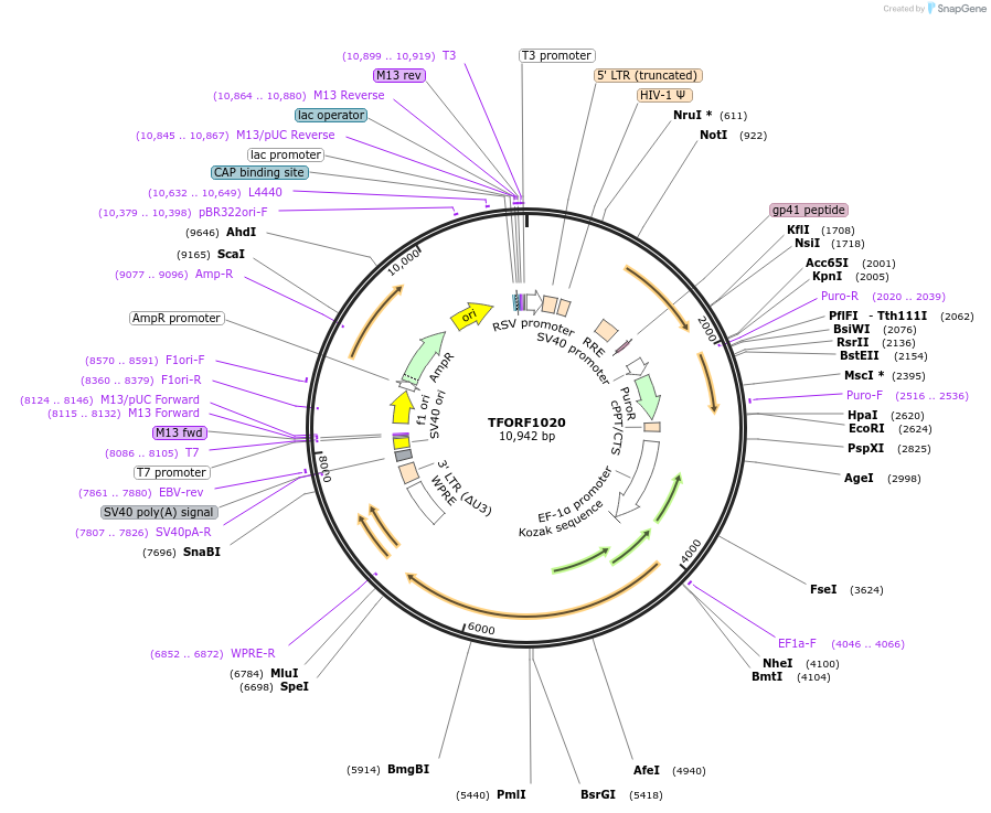 143905-plasmid-map-sequence-id-404571
