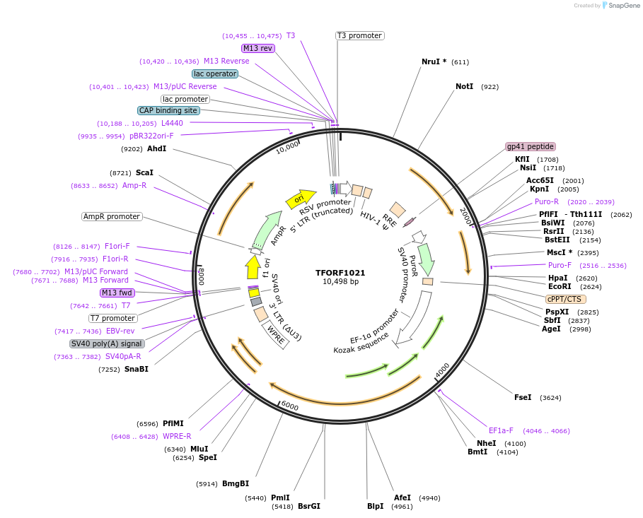 143906-plasmid-map-sequence-id-404572