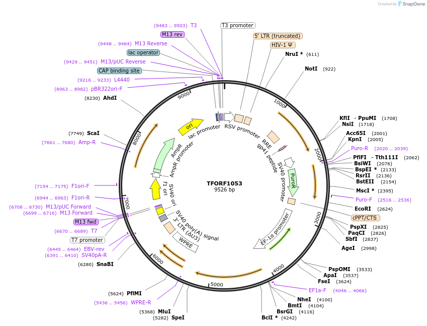 143911-plasmid-map-sequence-id-404577