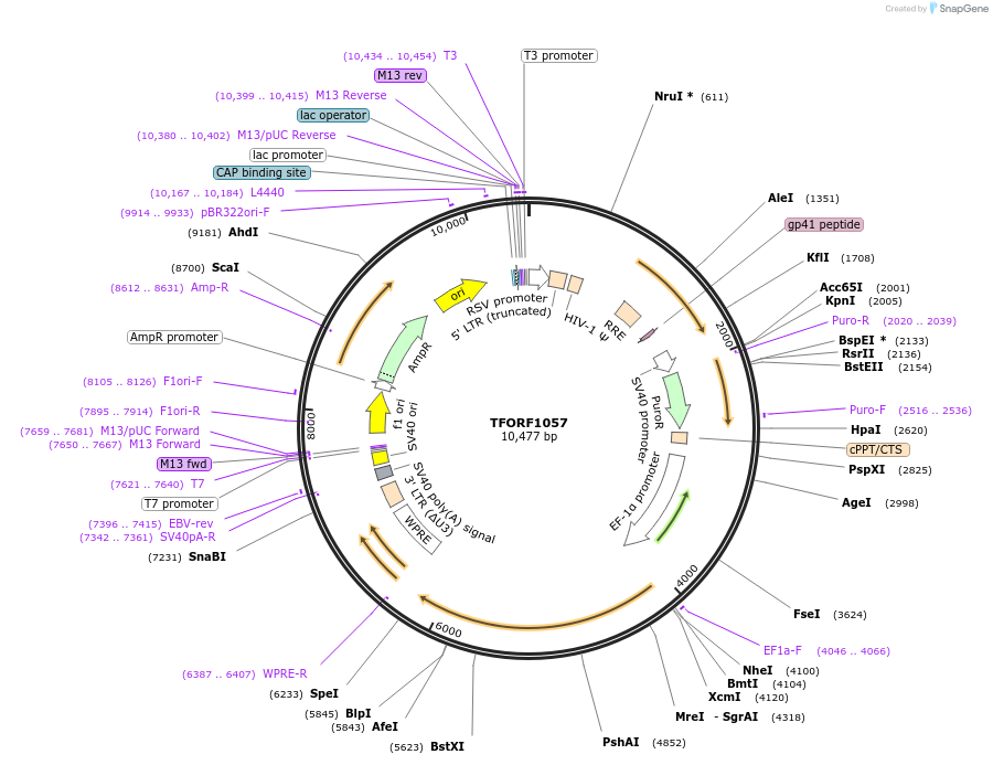 143912-plasmid-map-sequence-id-404578