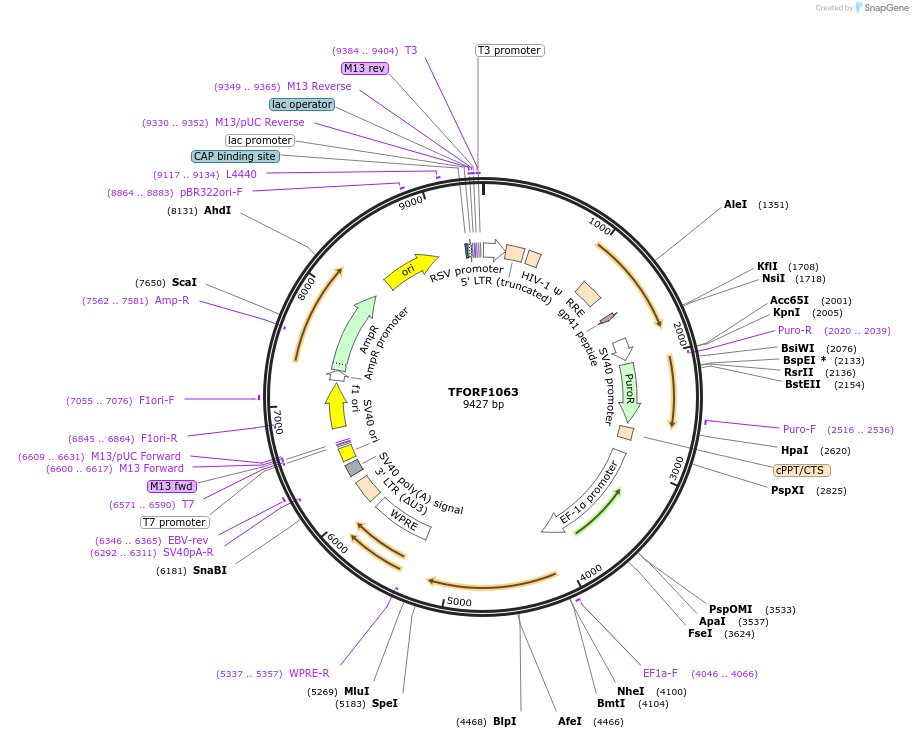 143916-plasmid-map-sequence-id-404582