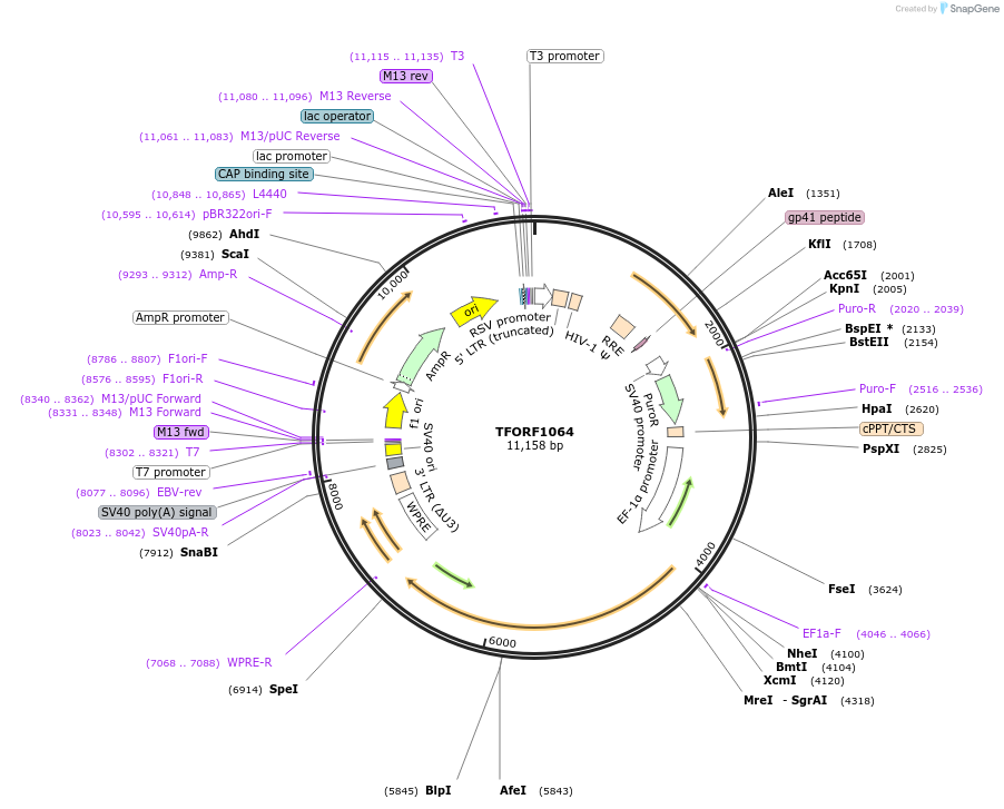 143917-plasmid-map-sequence-id-404583