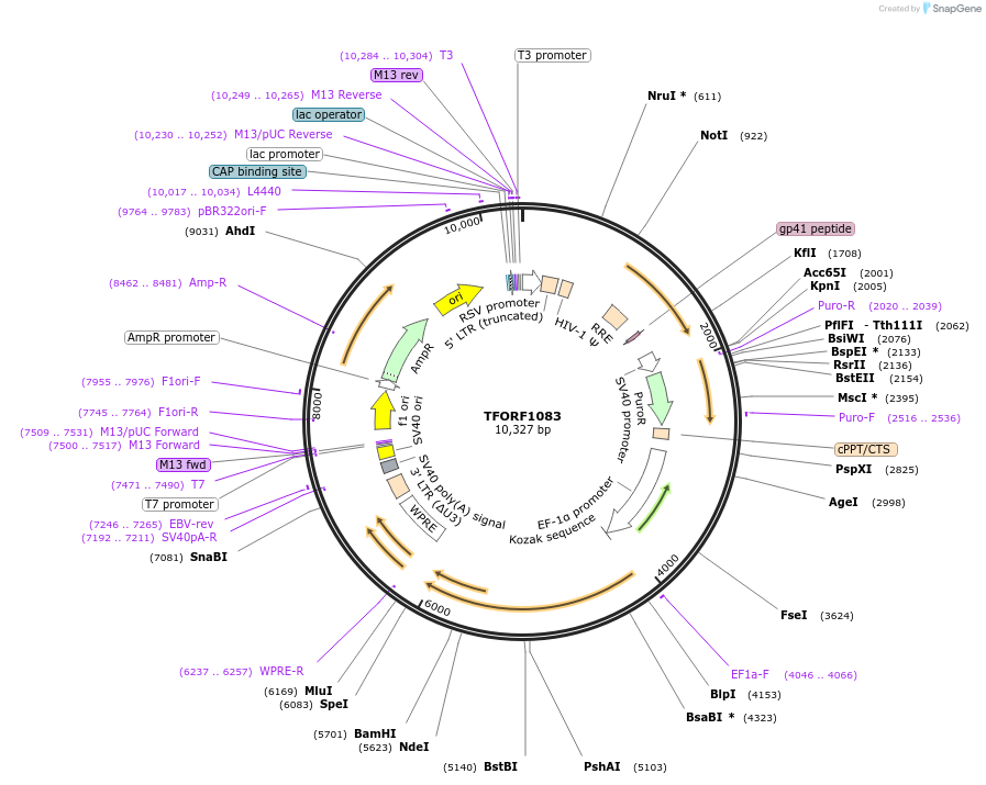 143922-plasmid-map-sequence-id-404586