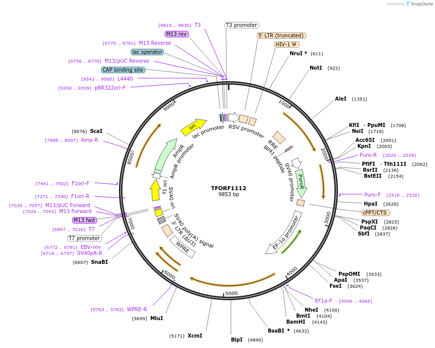 143927-plasmid-map-sequence-id-404590