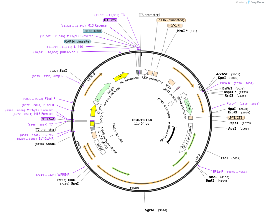 143933-plasmid-map-sequence-id-404595