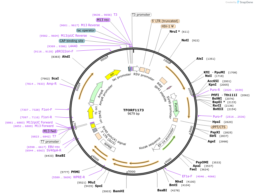143935-plasmid-map-sequence-id-404597