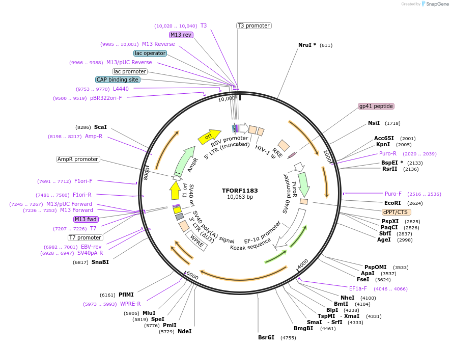 143936-plasmid-map-sequence-id-404598