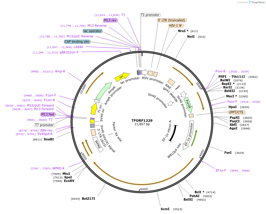143941-plasmid-map-sequence-id-404602