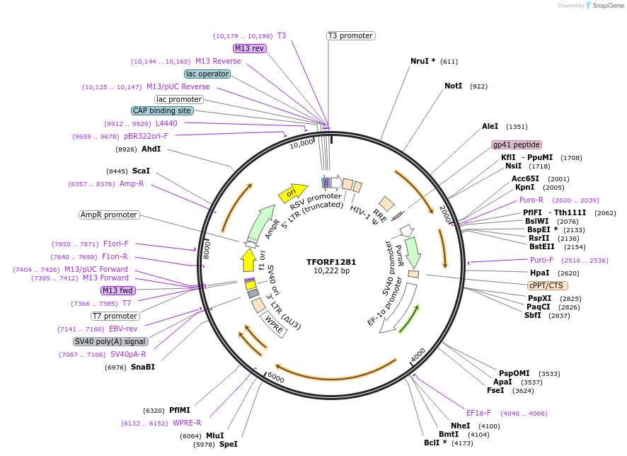 143945-plasmid-map-sequence-id-404606
