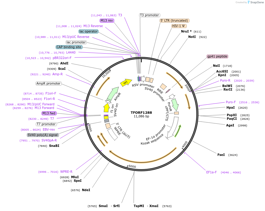143947-plasmid-map-sequence-id-404608