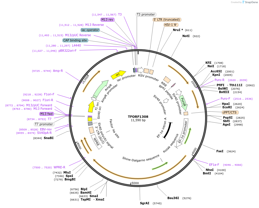 143949-plasmid-map-sequence-id-404609