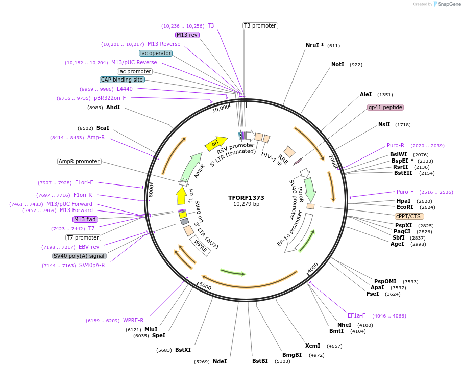 143954-plasmid-map-sequence-id-404612