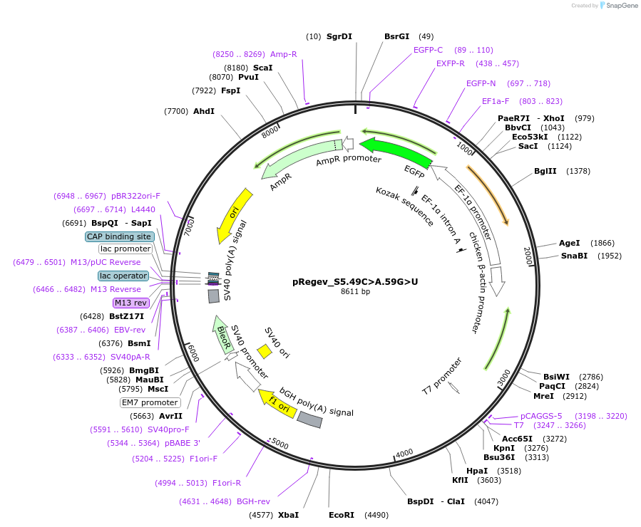 204177-plasmid-map-sequence-id-404686