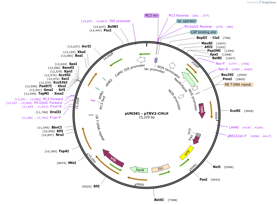 203886-plasmid-map-sequence-id-404690