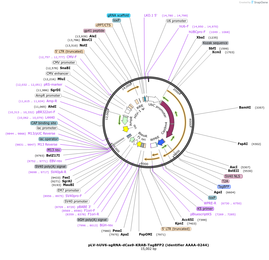 202553-plasmid-map-sequence-id-404692