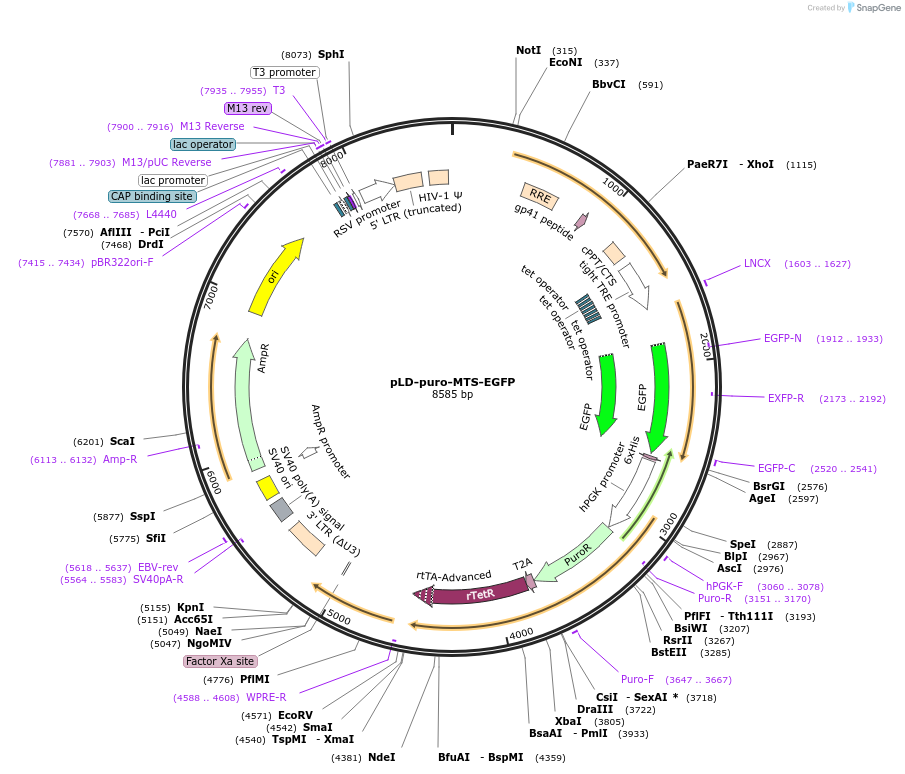 190270-plasmid-map-sequence-id-404698