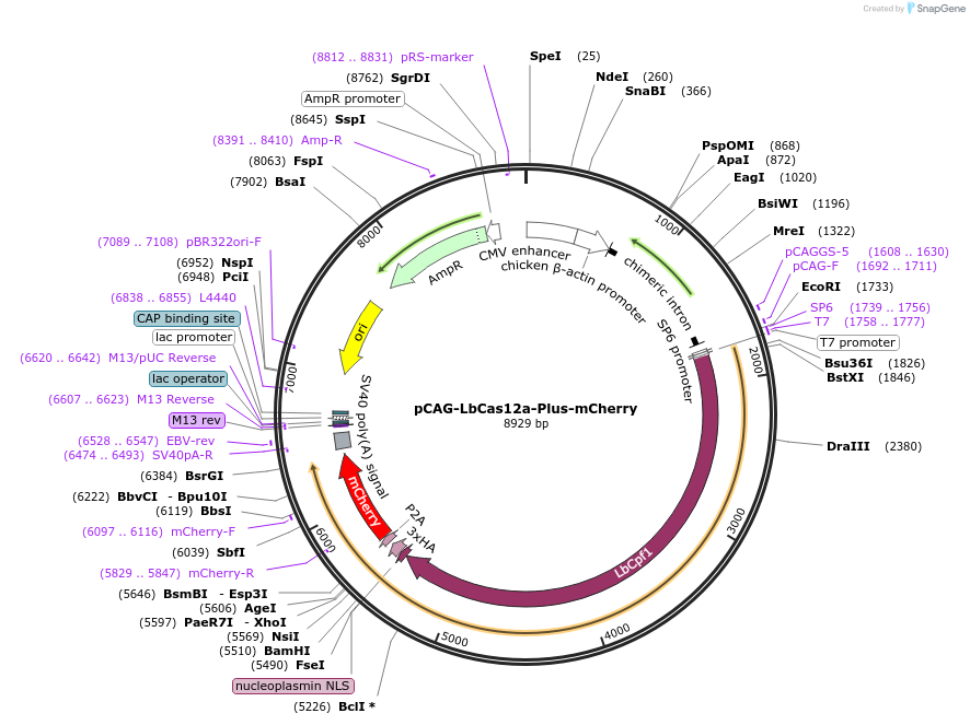 191230-plasmid-map-sequence-id-404705