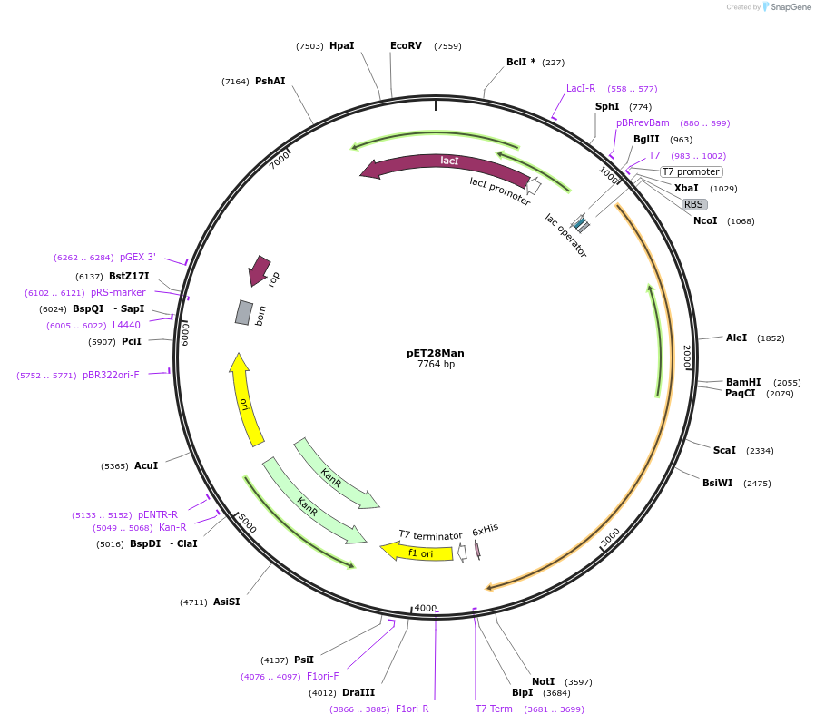 203399-plasmid-map-sequence-id-404714