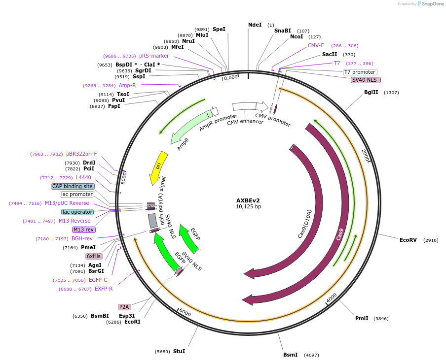 204606-plasmid-map-sequence-id-404720
