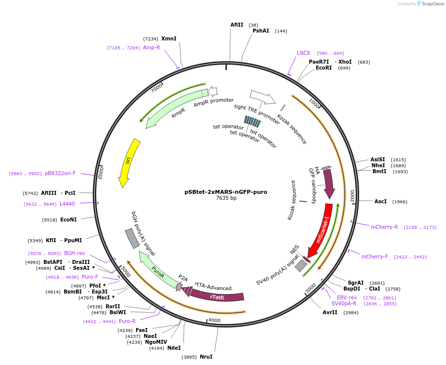 205239-plasmid-map-sequence-id-404740
