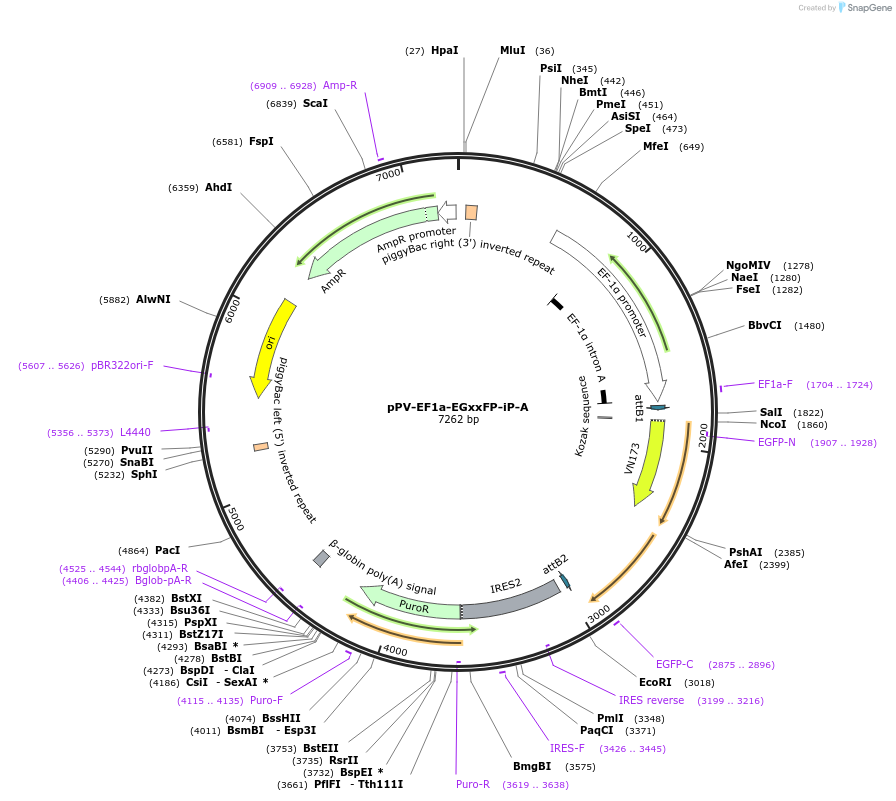 204624-plasmid-map-sequence-id-404743
