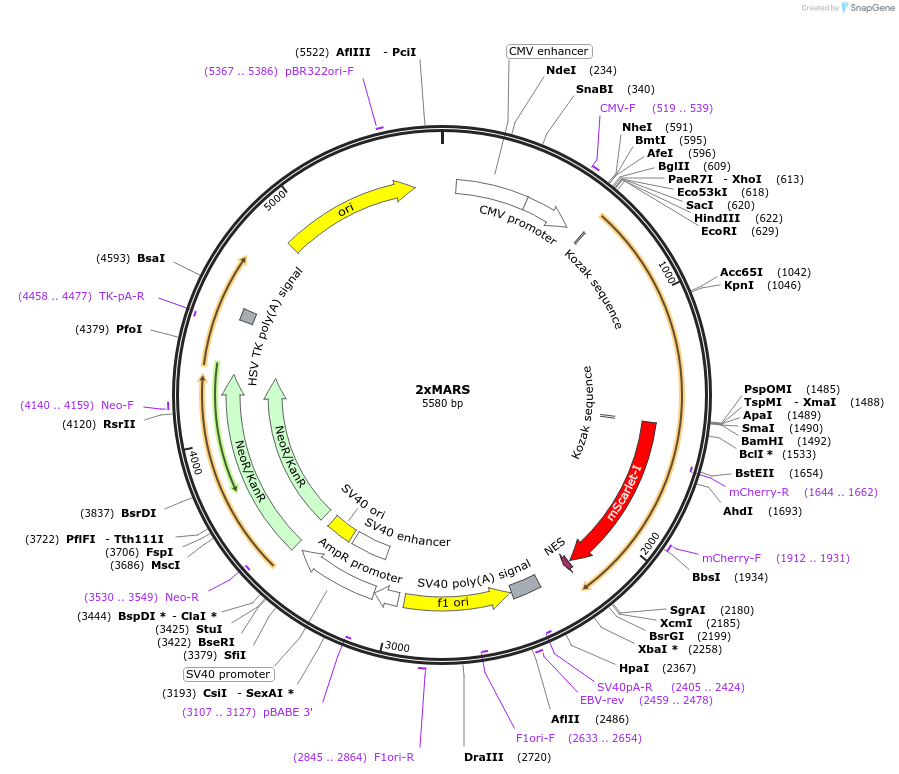 205233-plasmid-map-sequence-id-404744