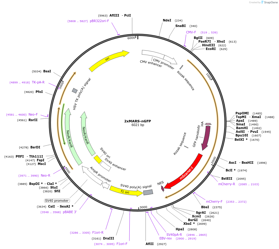 205235-plasmid-map-sequence-id-404746