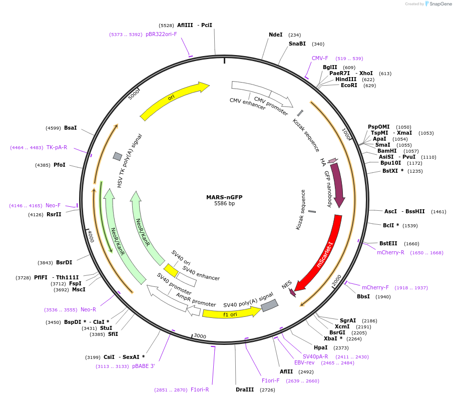 205234-plasmid-map-sequence-id-404747