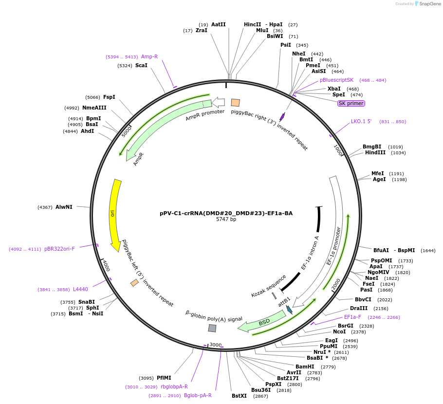 204620-plasmid-map-sequence-id-404750