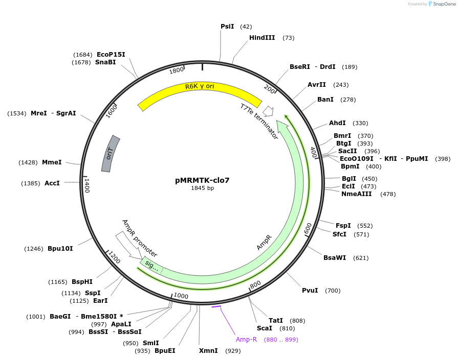 203958-plasmid-map-sequence-id-404752