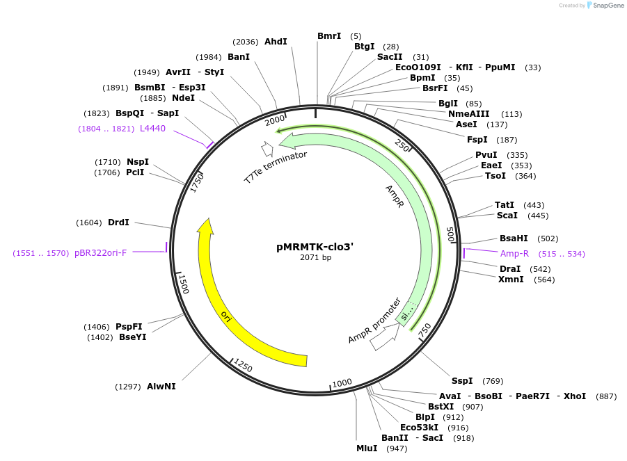 203924-plasmid-map-sequence-id-404753