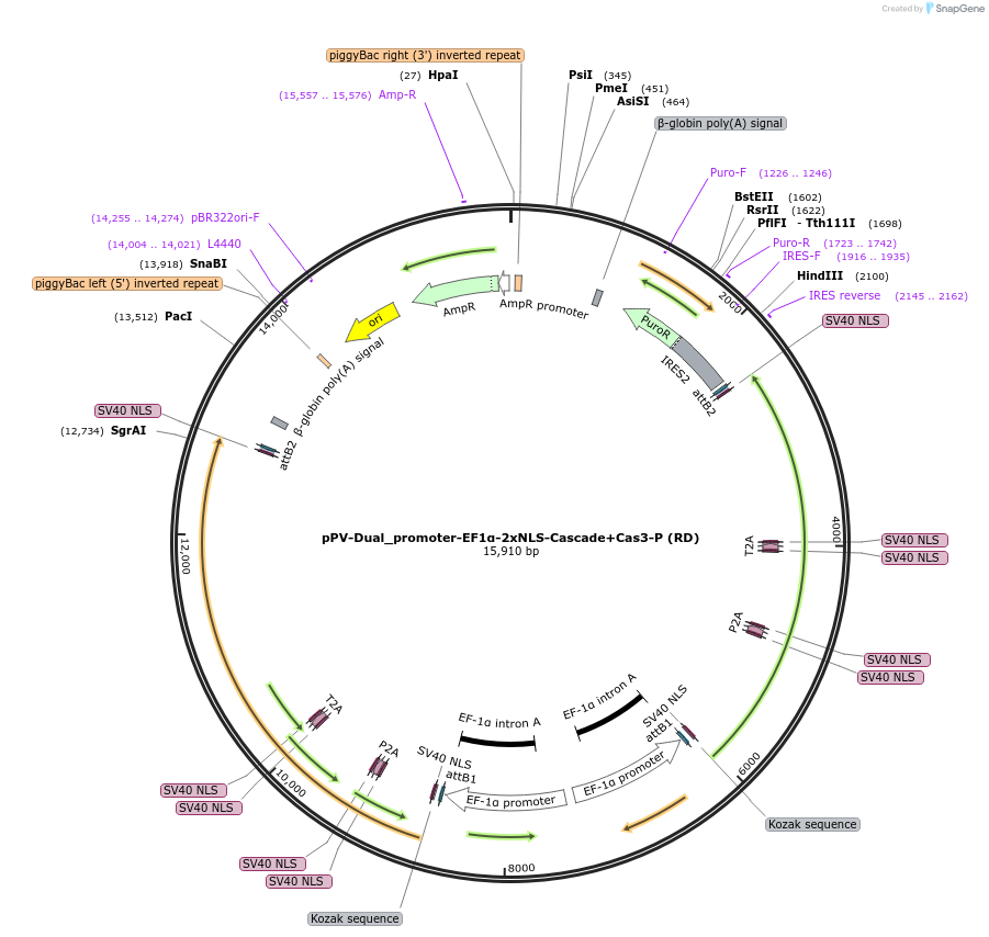 204619-plasmid-map-sequence-id-404756