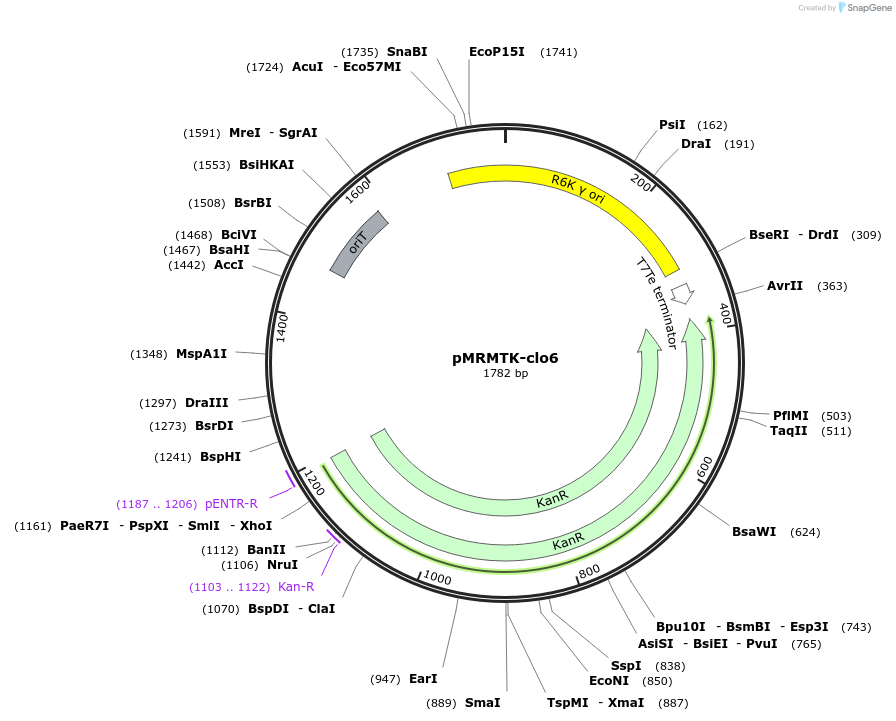 203957-plasmid-map-sequence-id-404757