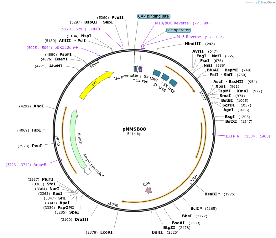199321-plasmid-map-sequence-id-404760