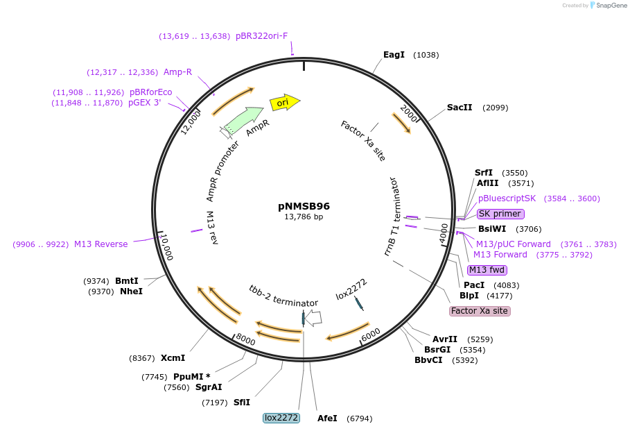 199316-plasmid-map-sequence-id-404765
