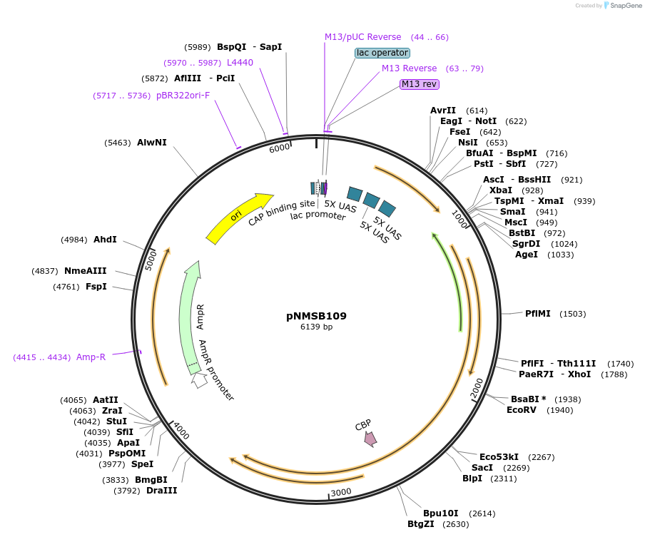 199322-plasmid-map-sequence-id-404777