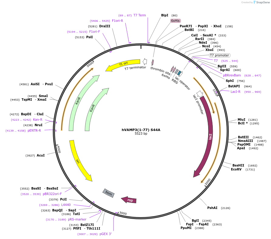 206029-plasmid-map-sequence-id-404783