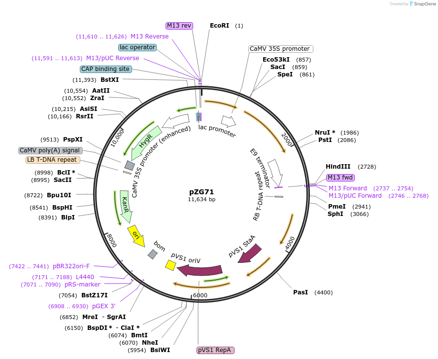 202577-plasmid-map-sequence-id-404786