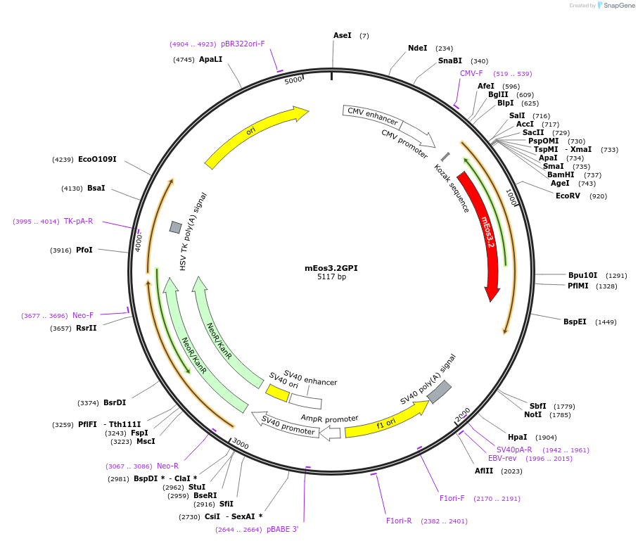 203759-plasmid-map-sequence-id-404788