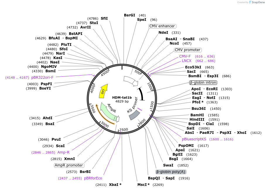 204154-plasmid-map-sequence-id-404789