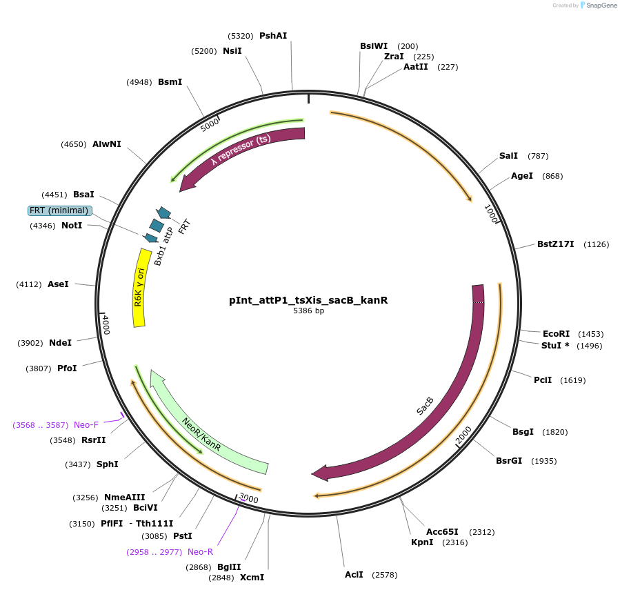 205302-plasmid-map-sequence-id-404790