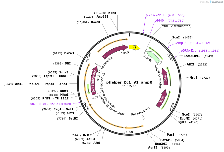 205292-plasmid-map-sequence-id-404792