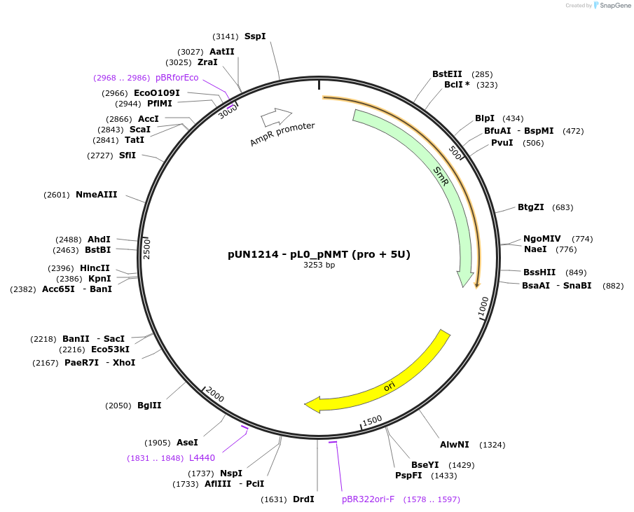 203893-plasmid-map-sequence-id-404818