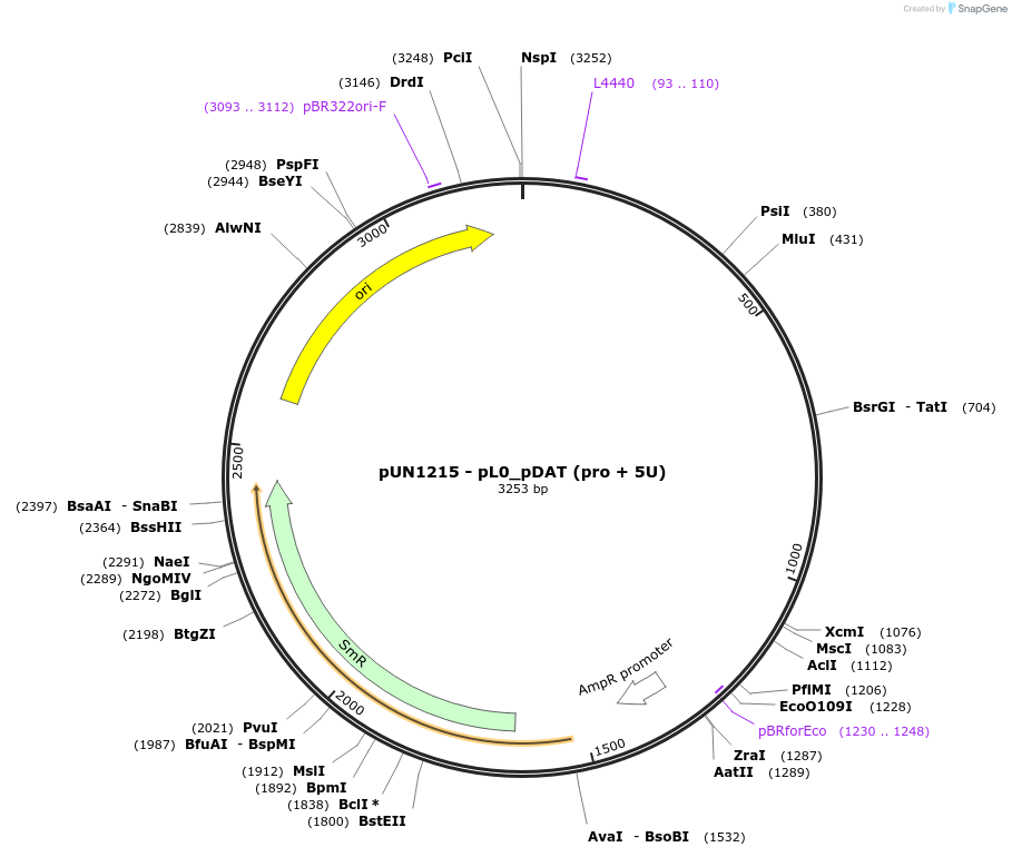 203895-plasmid-map-sequence-id-404821